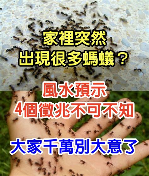 家裡突然出現很多小螞蟻|家裡突然冒出很多小螞蟻怎麼辦？滅蟲專家教3招徹底。